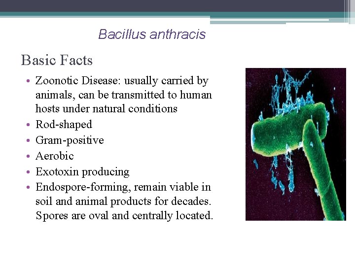 Bacillus anthracis Basic Facts • Zoonotic Disease: usually carried by animals, can be transmitted Bacillus anthracis Basic Facts • Zoonotic Disease: usually carried by animals, can be transmitted