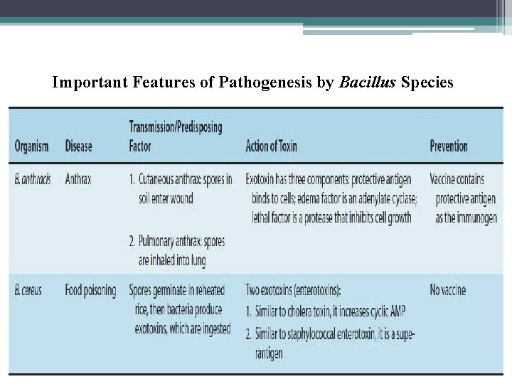 Important Features of Pathogenesis by Bacillus Species 