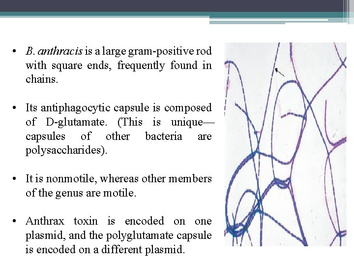 • B. anthracis is a large gram-positive rod with square ends, frequently found • B. anthracis is a large gram-positive rod with square ends, frequently found