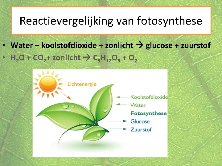 Reactievergelijking van fotosynthese • Water + koolstofdioxide + zonlicht glucose + zuurstof • H