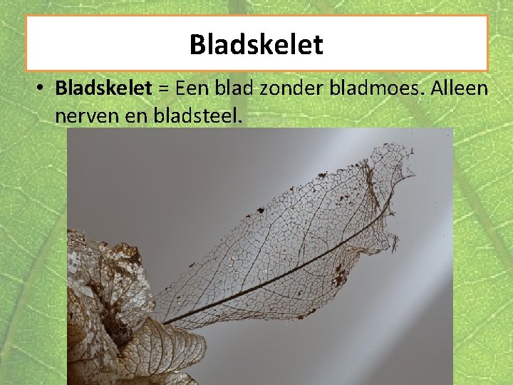 Bladskelet • Bladskelet = Een blad zonder bladmoes. Alleen nerven en bladsteel. 