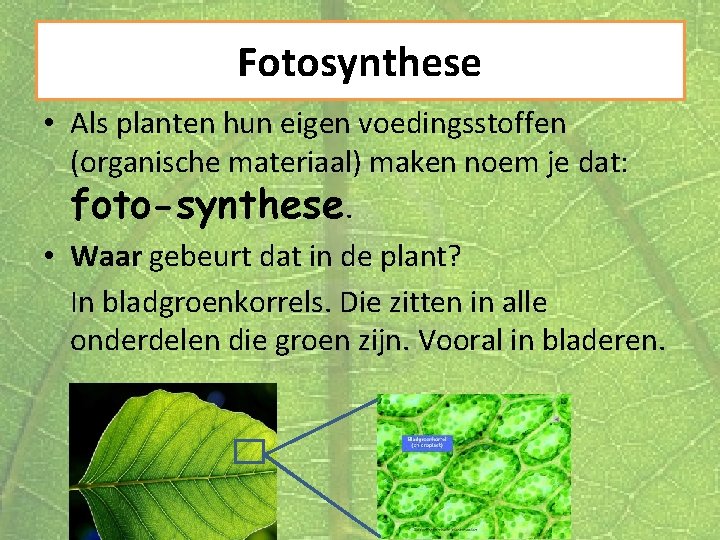 Fotosynthese • Als planten hun eigen voedingsstoffen (organische materiaal) maken noem je dat: foto-synthese.