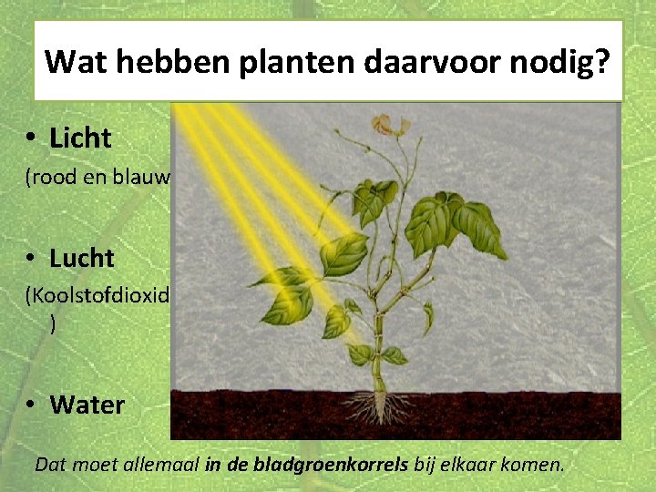 Wat hebben planten daarvoor nodig? • Licht (rood en blauw) • Lucht (Koolstofdioxide )