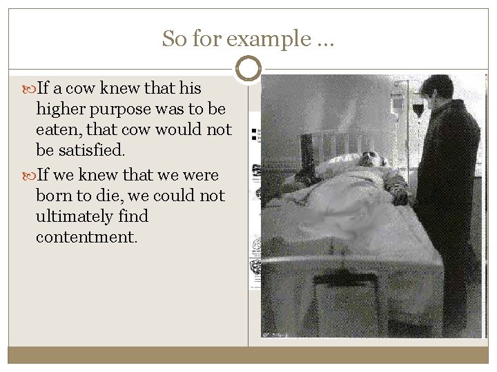 So for example … If a cow knew that his higher purpose was to