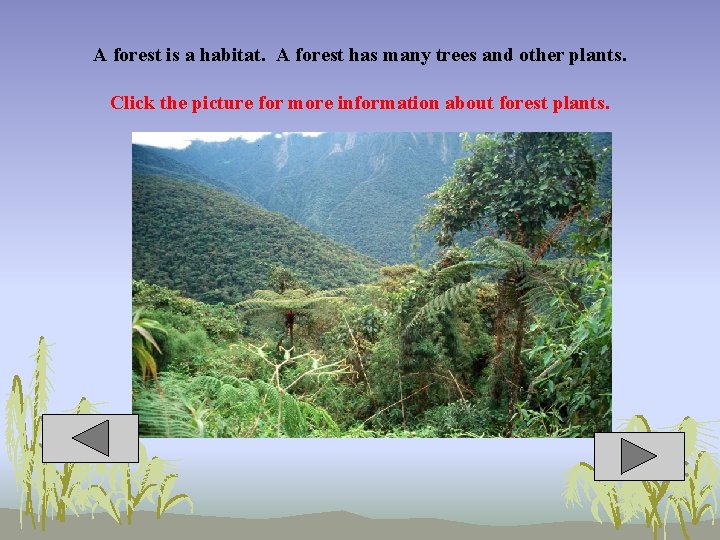 A forest is a habitat. A forest has many trees and other plants. Click