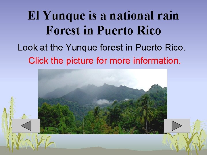 El Yunque is a national rain Forest in Puerto Rico Look at the Yunque