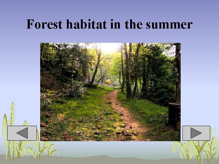 Forest habitat in the summer 