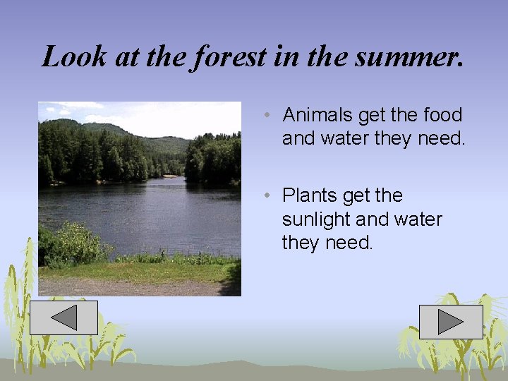 Look at the forest in the summer. • Animals get the food and water