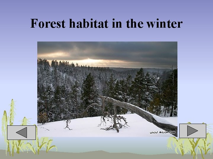Forest habitat in the winter 