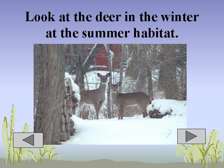 Look at the deer in the winter at the summer habitat. 