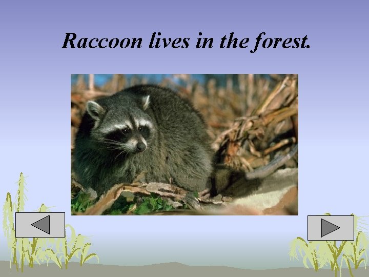 Raccoon lives in the forest. 