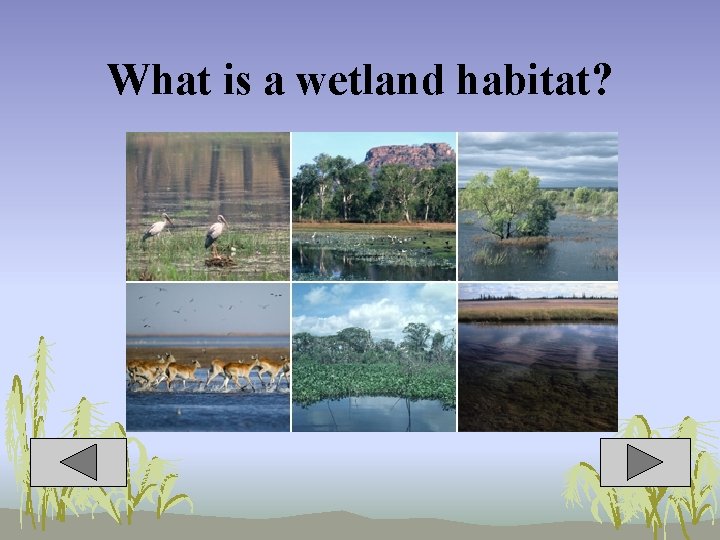 What is a wetland habitat? 