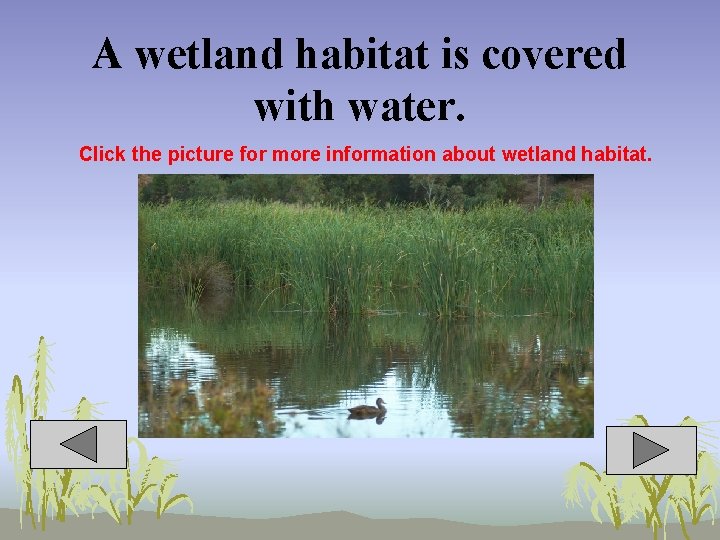 A wetland habitat is covered with water. Click the picture for more information about