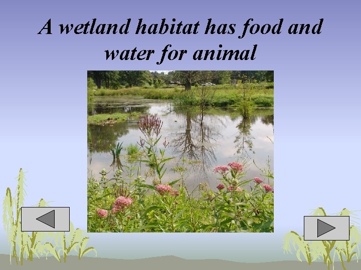 A wetland habitat has food and water for animal 