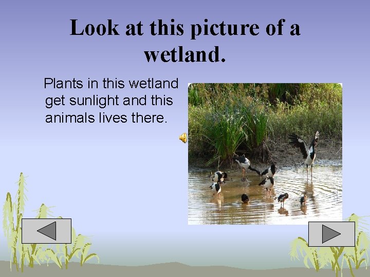 Look at this picture of a wetland. Plants in this wetland get sunlight and