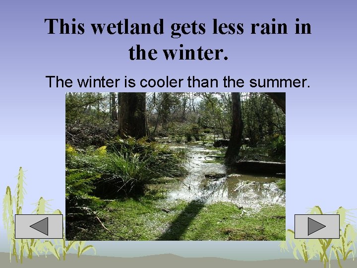 This wetland gets less rain in the winter. The winter is cooler than the