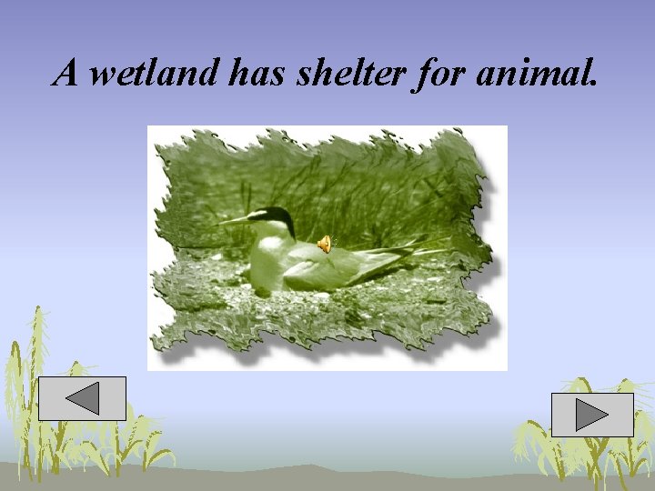 A wetland has shelter for animal. 