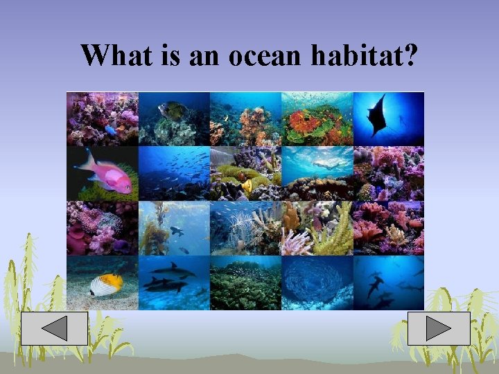 What is an ocean habitat? 