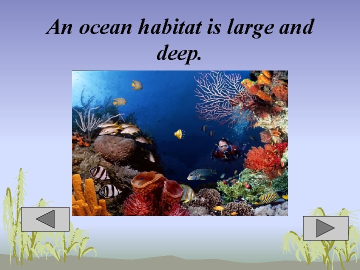 An ocean habitat is large and deep. 