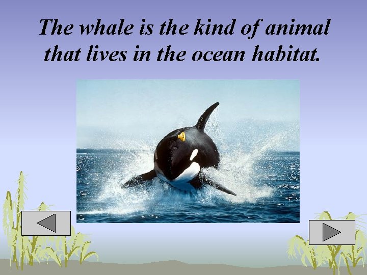 The whale is the kind of animal that lives in the ocean habitat. 