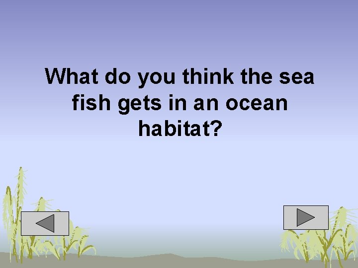 What do you think the sea fish gets in an ocean habitat? 