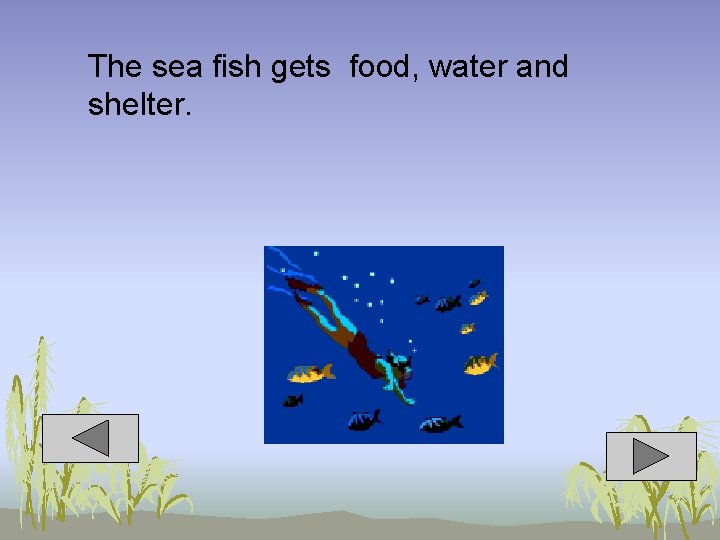 The sea fish gets food, water and shelter. 