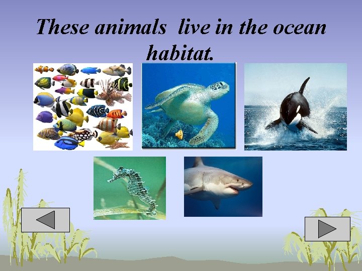 These animals live in the ocean habitat. 