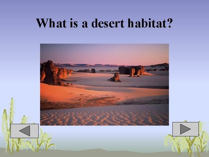 What is a desert habitat? 