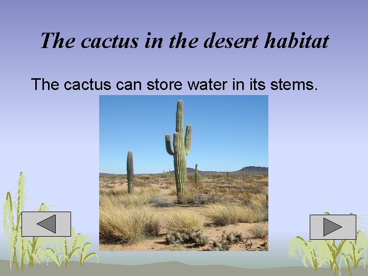 The cactus in the desert habitat The cactus can store water in its stems.