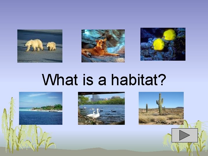 What is a habitat? 