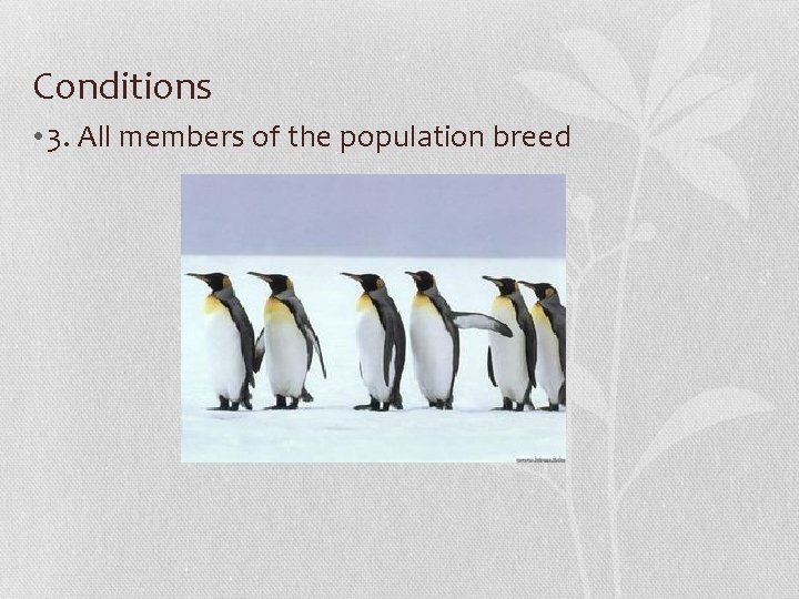 Conditions • 3. All members of the population breed 