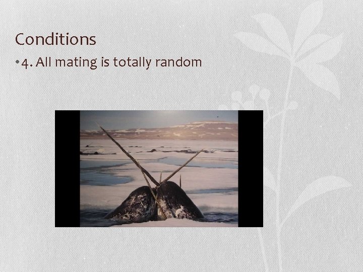 Conditions • 4. All mating is totally random 