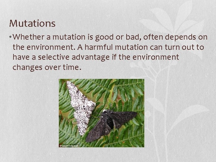 Mutations • Whether a mutation is good or bad, often depends on the environment.