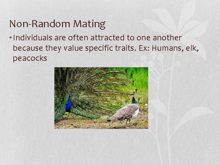 Non-Random Mating • Individuals are often attracted to one another because they value specific