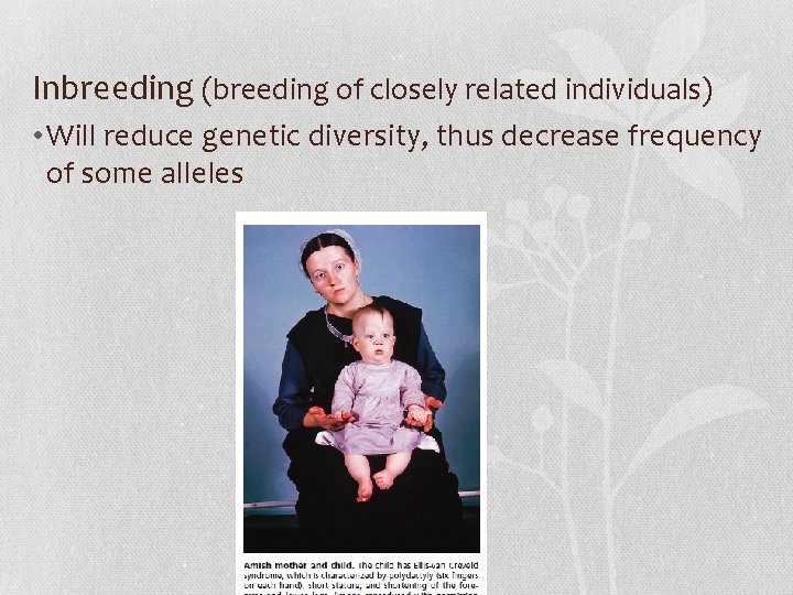 Inbreeding (breeding of closely related individuals) • Will reduce genetic diversity, thus decrease frequency