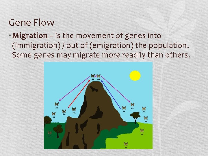 Gene Flow • Migration – is the movement of genes into (immigration) / out