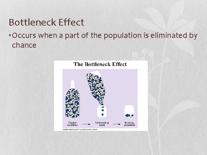 Bottleneck Effect • Occurs when a part of the population is eliminated by chance