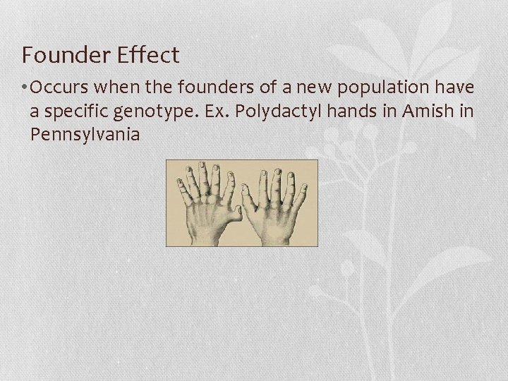 Founder Effect • Occurs when the founders of a new population have a specific