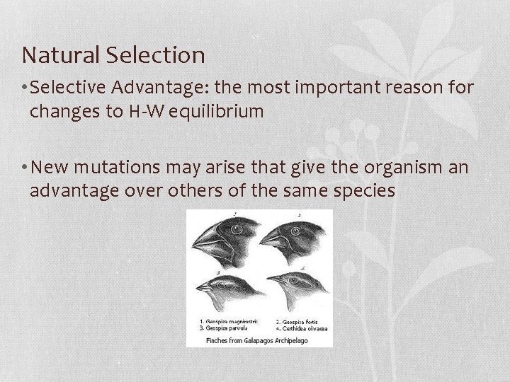 Natural Selection • Selective Advantage: the most important reason for changes to H-W equilibrium