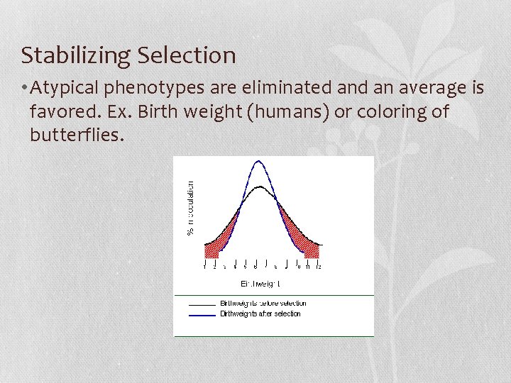 Stabilizing Selection • Atypical phenotypes are eliminated an average is favored. Ex. Birth weight