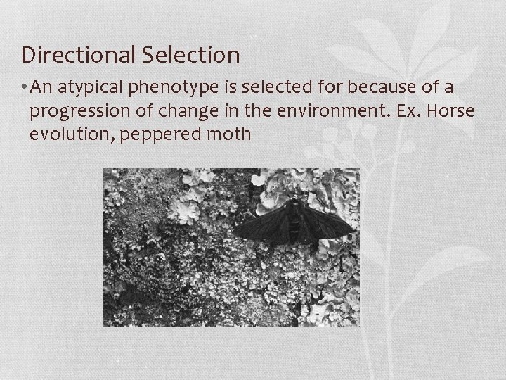 Directional Selection • An atypical phenotype is selected for because of a progression of