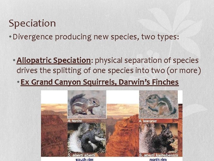 Speciation • Divergence producing new species, two types: • Allopatric Speciation: physical separation of