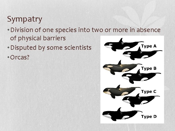 Sympatry • Division of one species into two or more in absence of physical