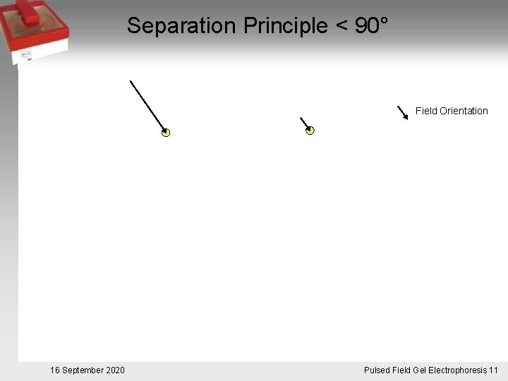 Separation Principle < 90° Field Orientation 16 September 2020 Pulsed. Pulsfeldgelelektrophorese. 11 Field Gel