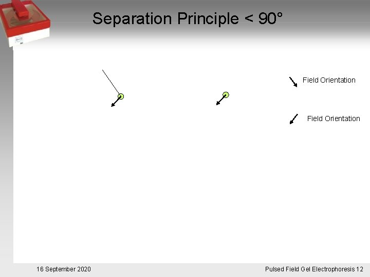 Separation Principle < 90° Field Orientation 16 September 2020 Pulsed. Pulsfeldgelelektrophorese. 12 Field Gel