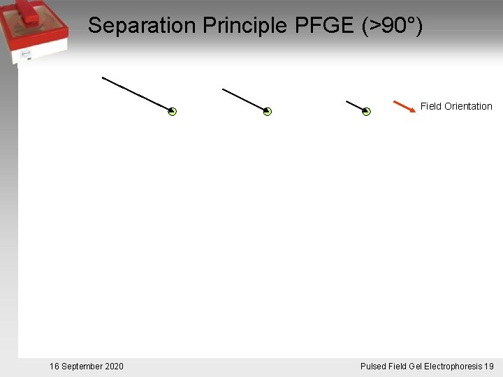 Separation Principle PFGE (>90°) Field Orientation 16 September 2020 Pulsed. Pulsfeldgelelektrophorese. 19 Field Gel