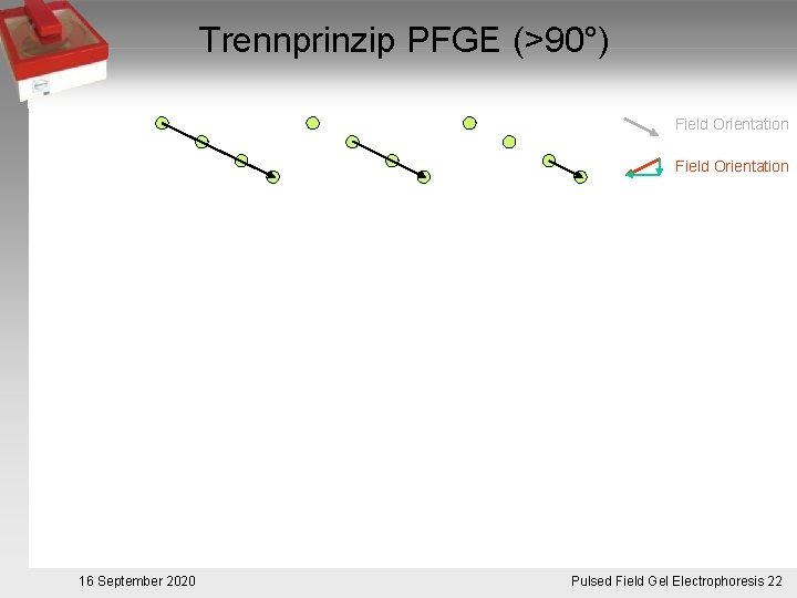 Trennprinzip PFGE (>90°) Field Orientation 16 September 2020 Pulsed. Pulsfeldgelelektrophorese. 22 Field Gel Electrophoresis