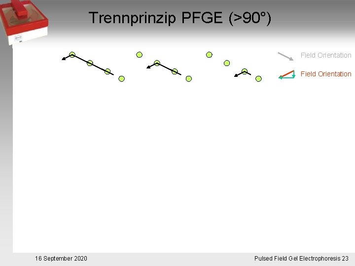 Trennprinzip PFGE (>90°) Field Orientation 16 September 2020 Pulsed. Pulsfeldgelelektrophorese. 23 Field Gel Electrophoresis