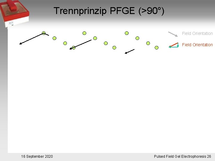 Trennprinzip PFGE (>90°) Field Orientation 16 September 2020 Pulsed. Pulsfeldgelelektrophorese. 26 Field Gel Electrophoresis