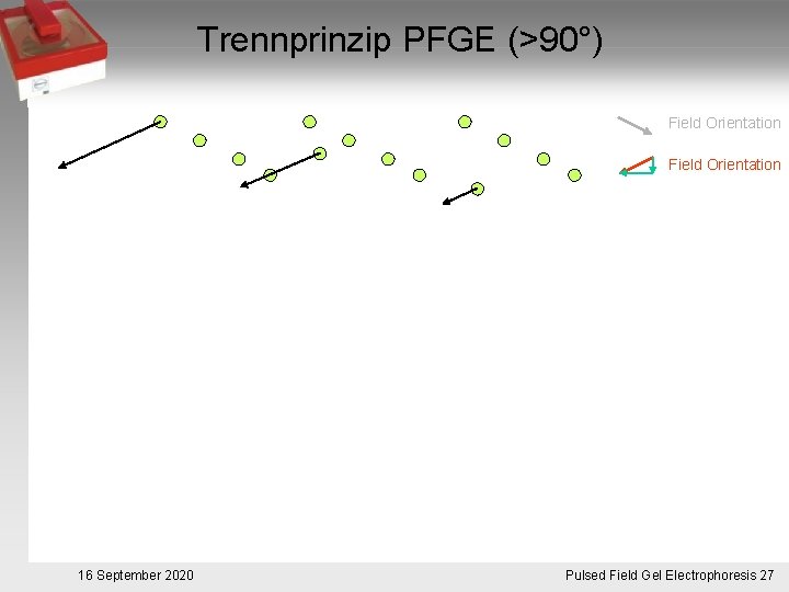 Trennprinzip PFGE (>90°) Field Orientation 16 September 2020 Pulsed. Pulsfeldgelelektrophorese. 27 Field Gel Electrophoresis